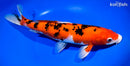 13" AKA SANKE