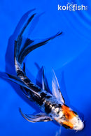 5.75" HEISEI NISHIKI BUTTERFLY