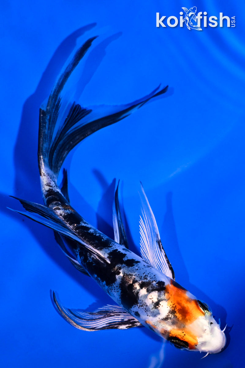 5.75" HEISEI NISHIKI BUTTERFLY