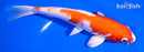 6.75" HARIWAKE