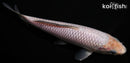 6.75" SORAGOI