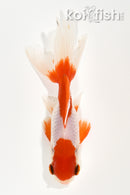 4" WAKIN GOLDFISH