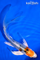 6" YAMATO NISHIKI BUTTERFLY