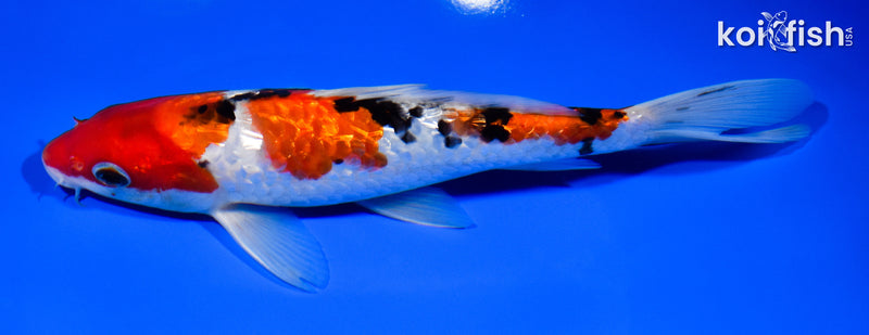 8" GINRIN SANKE