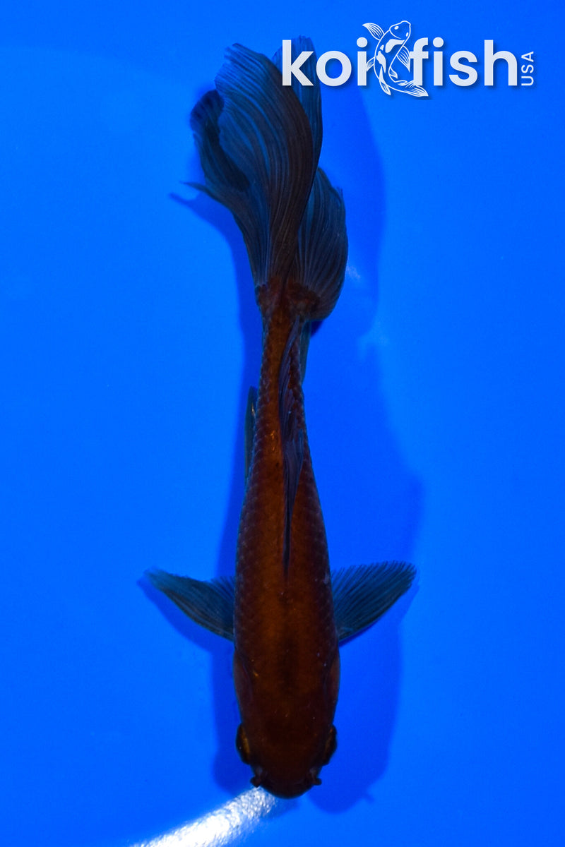 5.25" WAKIN GOLDFISH
