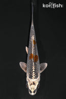 4.5" BENI GINGA