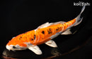 8.25" ARAGOKE HEISEI NISHIKI