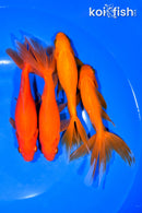PACK OF (4) 5-5.5" WAKIN GOLDFISH