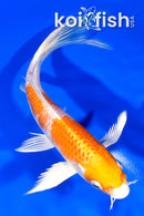 7" HARIWAKE BUTTERFLY