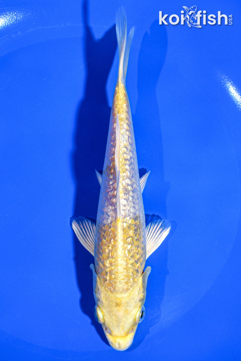 6.25" GINRIN HARIWAKE