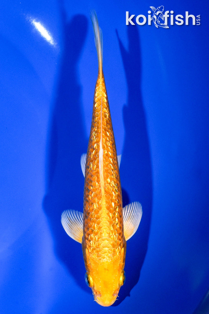 6" GINRIN YAMABUKI OGON