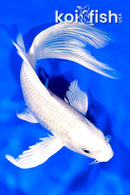 7.5" PLATINUM OGON BUTTERFLY