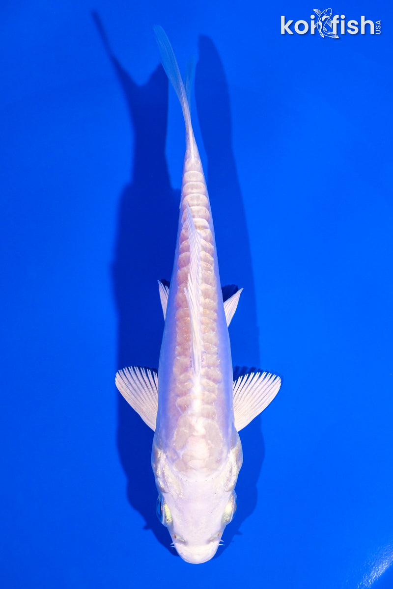5" ARAGOKE PLATINUM OGON
