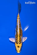 5.5" KIN KIKOKURYU