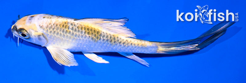 4.5" GINRIN YAMABUKI OGON