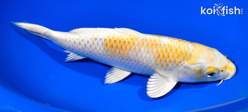 8.25" HARIWAKE