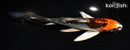 6.75" BENI KIKOKURYU BUTTERFLY