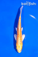 5" YAMABUKI OGON