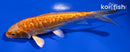 5.25" DOITSU ORENJI OGON