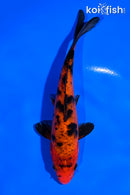 5.5" AKA BEKKO