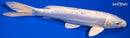 9.5" DOITSU PLATINUM OGON