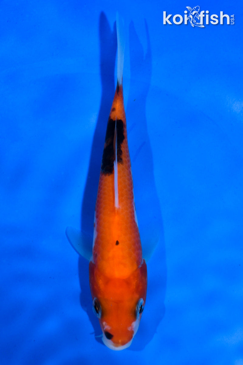 5" SANKE