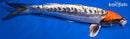 15.5" TANCHO BENI KIKOKURYU