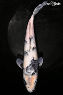 11.25" SHIRO UTSURI