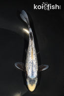 6.5" GINRIN MATSUKAWABAKE