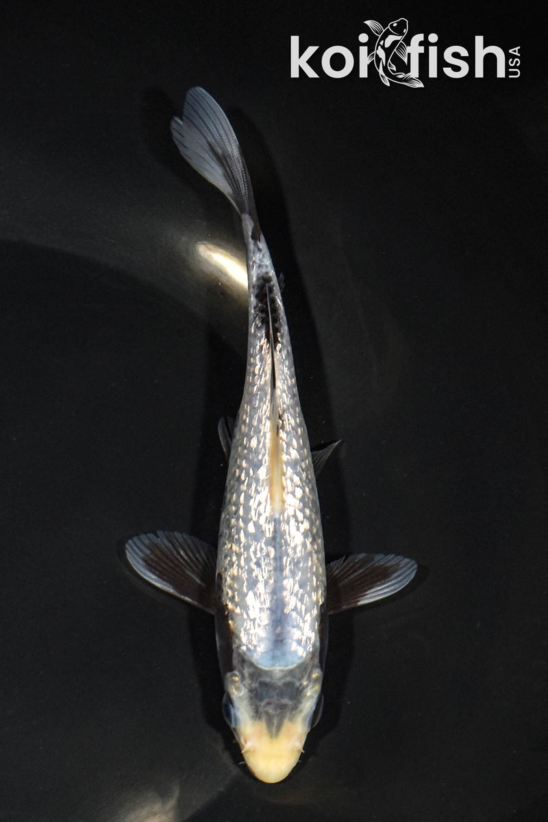 6.5" GINRIN MATSUKAWABAKE