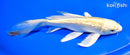 7.75" GINRIN YAMABUKI OGON BUTTERFLY