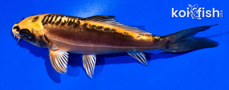 5" BENI KIKOKURYU
