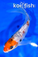 6" GINRIN SANKE BUTTERFLY