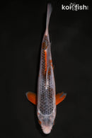 6.5" ASAGI
