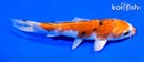 5.5" YAMATO NISHIKI