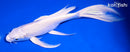 8" PLATINUM OGON BUTTERFLY