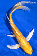 10.25" GINRIN YAMABUKI OGON BUTTERFLY