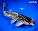 15" TANCHO GOSHIKI