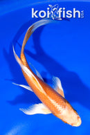 5.5" ORENJI OGON BUTTERFLY