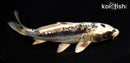 6.25" GINRIN KIKOKURYU