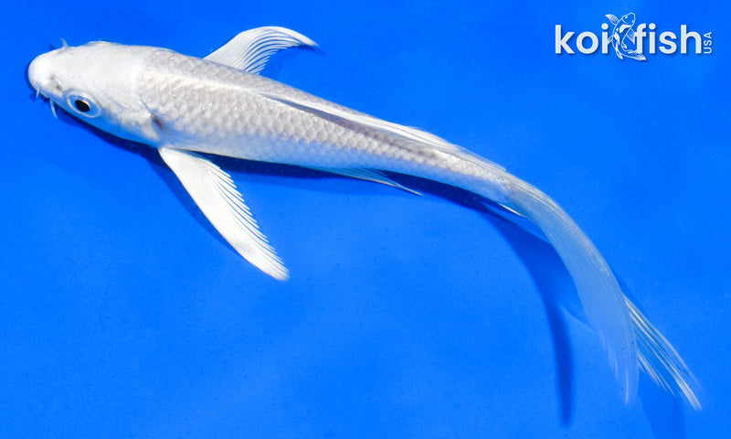 5.5" PLATINUM OGON BUTTERFLY