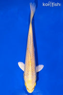 7.25" YAMABUKI OGON