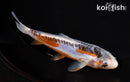 6.25" SHUSUI