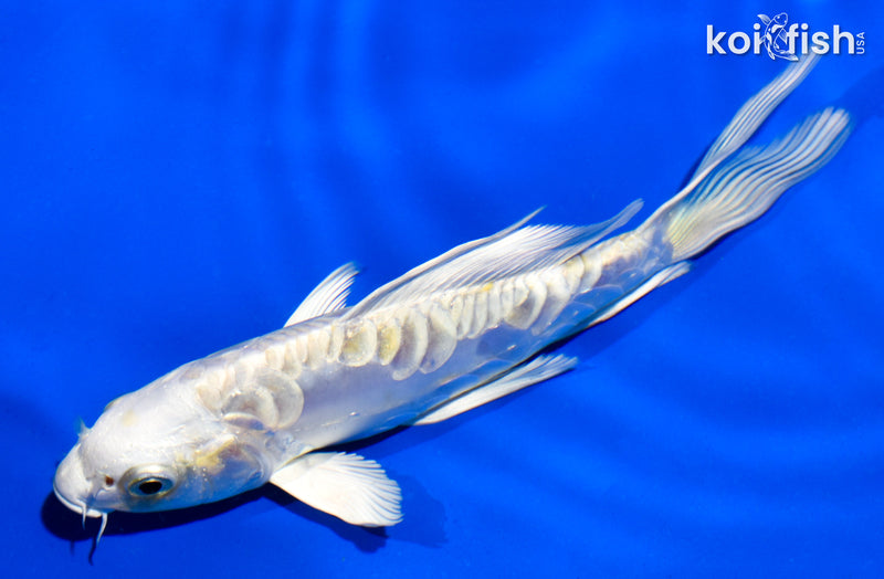 5" ARAGOKE LEMON HARIWAKE BUTTERFLY