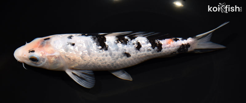 8.75" GINRIN SHIRO BEKKO