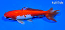5.5" SARASA WAKIN GOLDFISH
