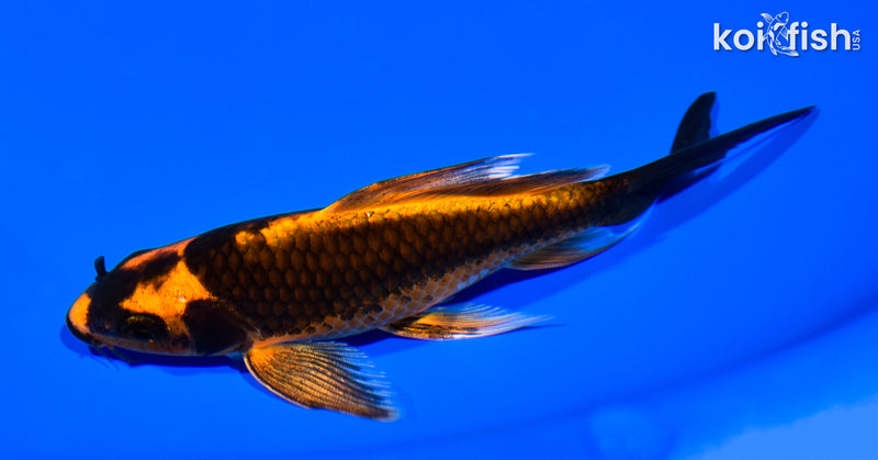 6" DOITSU ORENJI MATSUBA BUTTERFLY