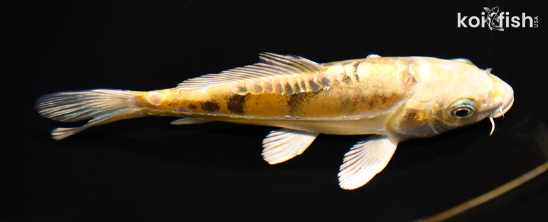 7.25" DOITSU KI BEKKO