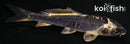 3.75" BENI KIKOKURYU