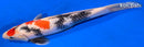 13.75" MARUTEN SHOWA